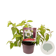 Viburnum plic. 'Mariesii' 20-25 cm 3,0L