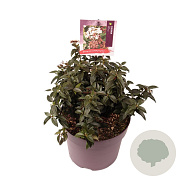 Viburnum tin. 'Eve Price' 25-30 cm 7,5L