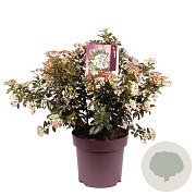 Viburnum tinus 40-50 cm 13L