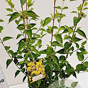 Cornus mas 50-60 cm 4,0L