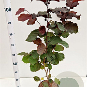 Corylus m. 'Purpurea' 60-80 cm 5,0L