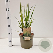 Panicum virgatum 'Heavy Metal' gm 4,0L