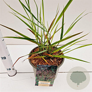 Panicum virgatum 'Rotstrahlbusch' gm 4,0L