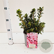Rhododendron (AJ) 'Anne Frank' 20-30 cm 2,5L