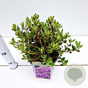 Rhododendron impeditum 25-30 cm 3,0L