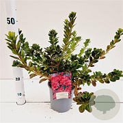 Rhododendron (AJ) 'Moederkensdag' 25-30 cm 2,5L