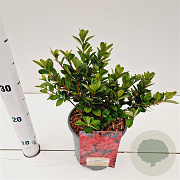 Rhododendron (AJ) 'Moederkensdag' 25-30 cm 2,5L