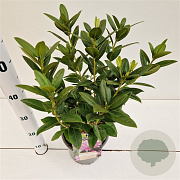 Rhododendron 'Praecox' 30-40 cm 3,0L