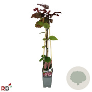 Corylus avellana 'Rode Zellernoot' 70 cm 2,0L