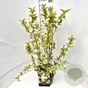 Weigela 'Candida' 60-80 cm 10L