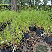 Pennisetum al. 'Hameln' GM 2,0L