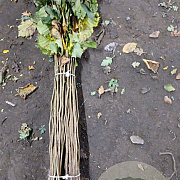 Corylus avellana 60-100 cm wortelgoed 1/0 