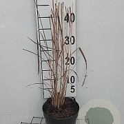 Panicum virgatum 'Northwind' GM 2,0L