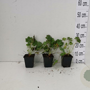 Geranium cant. 'Biokovo' GM P9
