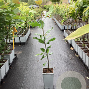 Alnus glutinosa 60-80 cm P15