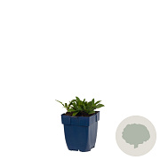 Aster (D) 'Prof. Anton Kippenberg' GM  P11