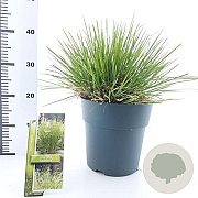 Deschampsia cesp. 'Tardiflora' 60-80 cm 6,5L