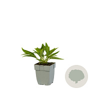 Echinacea 'Meditation White' GM  P11