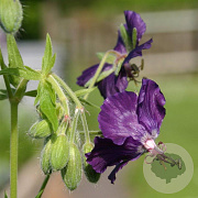 Geranium ph. 'Lily Lovell' GM P9