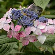 Hydrangea s. 'Grayswood' GM 3,0L leverbaar