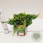 Juniperus procumbens 'Nana' 25-30 cm 2,5L