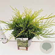 Juniperus pf. 'Old Gold' 20-30 cm 2,5L