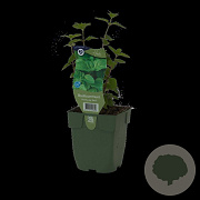 Mentha piperita 'Basil' GM  P11