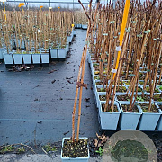 Rubus idaeus 'Autumn First' 50-60 cm C1.5