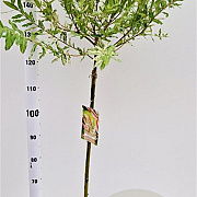Salix integra 'Hakuro-nishiki' 90 cm stam 4,0L