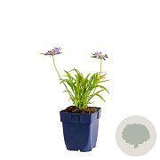 Scabiosa caucasica GM  P11