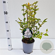 Syringa meyeri Flowerfesta White 25-30 cm 2,5L