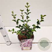 Syringa meyeri 'Palibin' 25-30 cm 2,5L