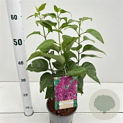 Syringa v. 'Charles Joly' 30-40 cm 2,5L