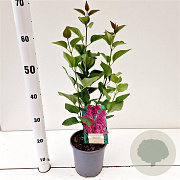 Syringa v. 'Charles Joly' 30-40 cm 2,5L