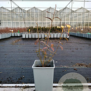 Vaccinium 'Pink Lemonade' 30-40 cm P15