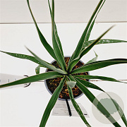Yucca filamentosa 25-30 cm 2,5L