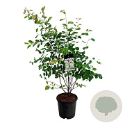 Amelanchier lamarckii 100-125 cm 15L
