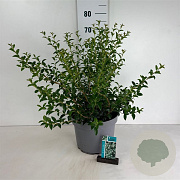Osmanthus burkwoodii 60-80 cm 10L