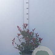 Photinia fraseri 'Little Red Robin' 40-60 cm 7,5L