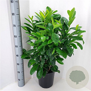 Prunus l. 'Novita' 60-80 cm 7,5L