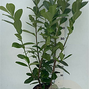 Prunus l. 'Novita' 80-100 cm 10L
