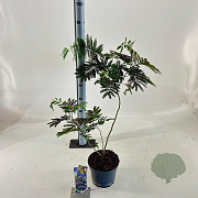 Albizia julibr. 'Summer Chocolate' 70-80 cm 3,0L