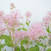 Ceanothus pallidus 'Marie Simon' 30-40 cm 3,0L