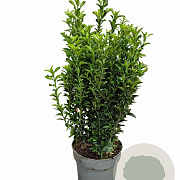 Euonymus jap. 'Green Spire' 30-40 cm P17
