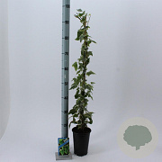 Hedera hel. 'Glacier' 50-70 cm C1.5