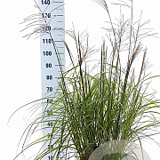 Miscanthus sin. 'Ferner Osten' 60-100 cm 12L