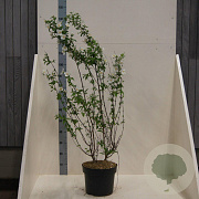 Philadelphus 'Belle Etoile' 100-125 cm 10L