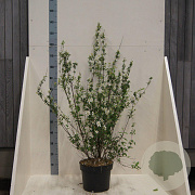 Philadelphus 'Lemoinei' 100-125 cm 10L