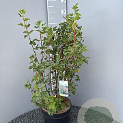 Ribes sang. 'King Edward VII' 60-80 cm 10L