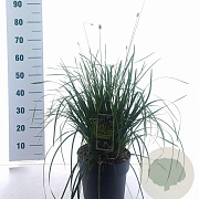Sesleria heufleriana 80-100 cm 5,0L